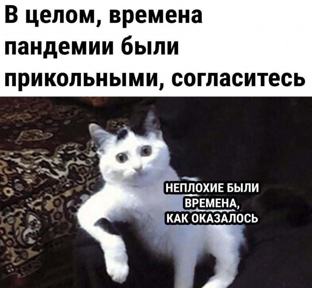 Мемы с котами про корону