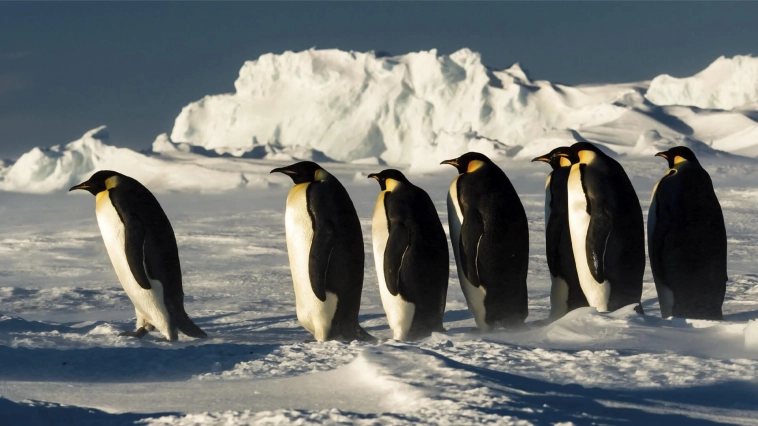 Вот точно знаю кто к нам приедет следующими, это антарктические пингвины!