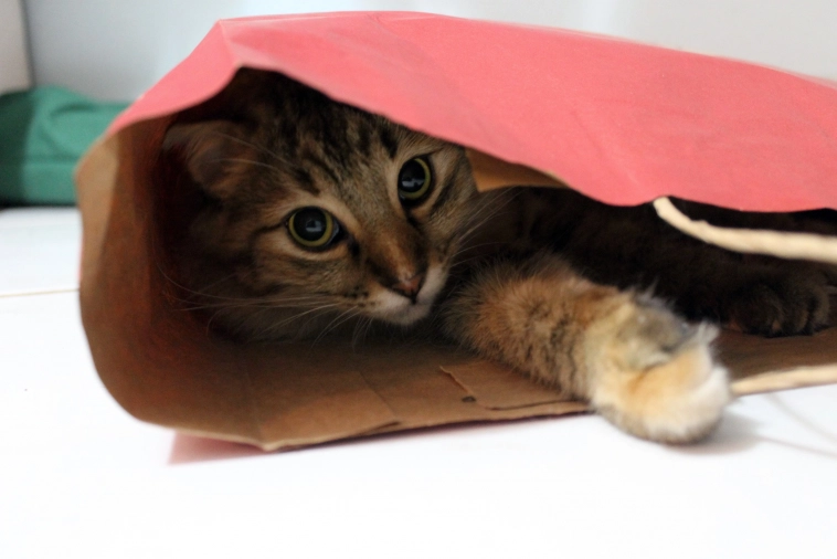 ❓ Бесконечный поток новых облигаций: как не купить кота в мешке? ❓