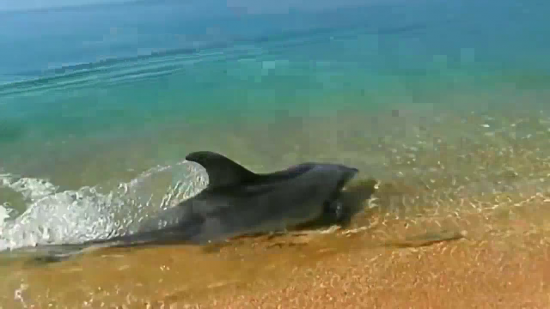 Крым: дельфин у берега