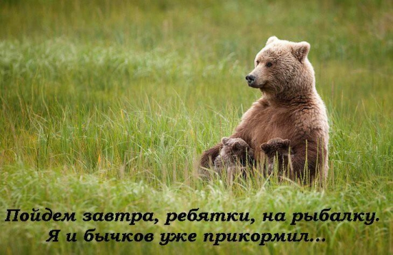 Из жизни медведей