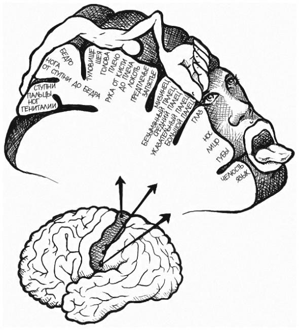 Нейрофитнес. Рекомендации нейрохирурга для улучшения работы мозга. Рахул Джандиал.