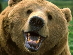 Медвежьи рынки не появляются из воздуха