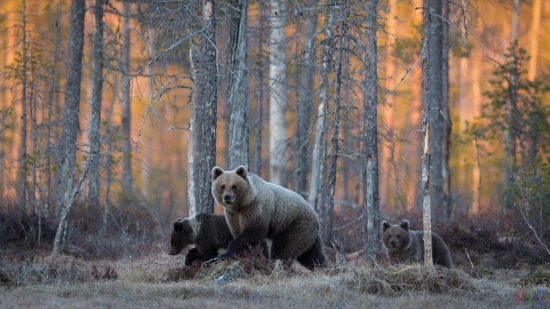 Поголовье диких животных в России