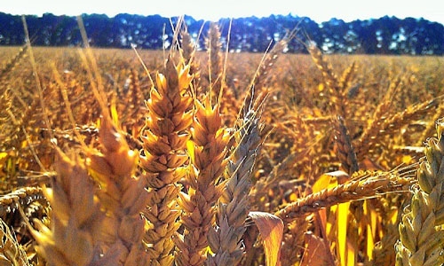 Пшеницу копнем глубже.