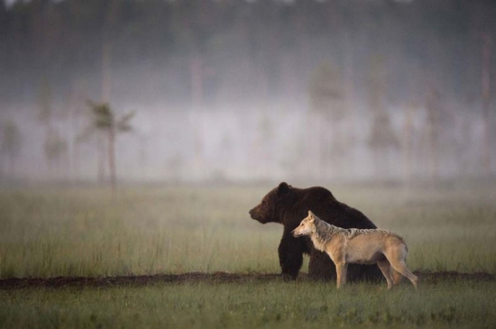 Волк и медведь - братья на век