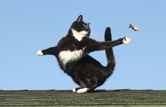 Brent.Игра «кошки-мышки»:прыжок.. разворот..отскок...