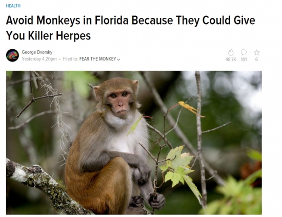 ЗОЖ /  Избегайте обезьян во Флориде, потому что они могут передать вам убийственный герпес