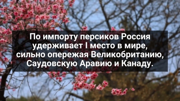 Россия вырвалась на III место по добыче биткоина / Русские персики / Зарубежные курорты открываются