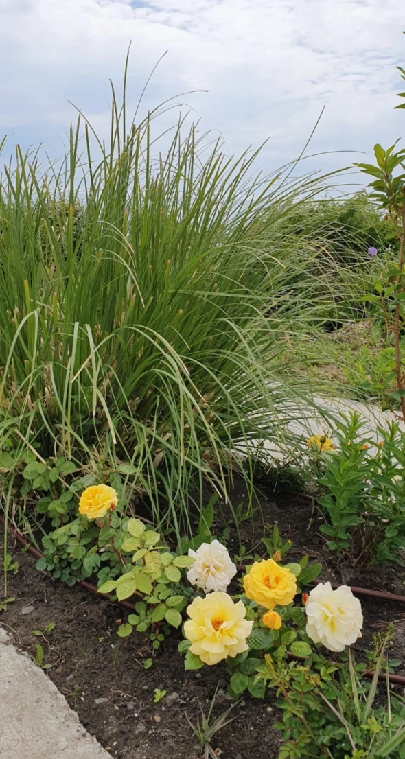 Азия. Пятница.