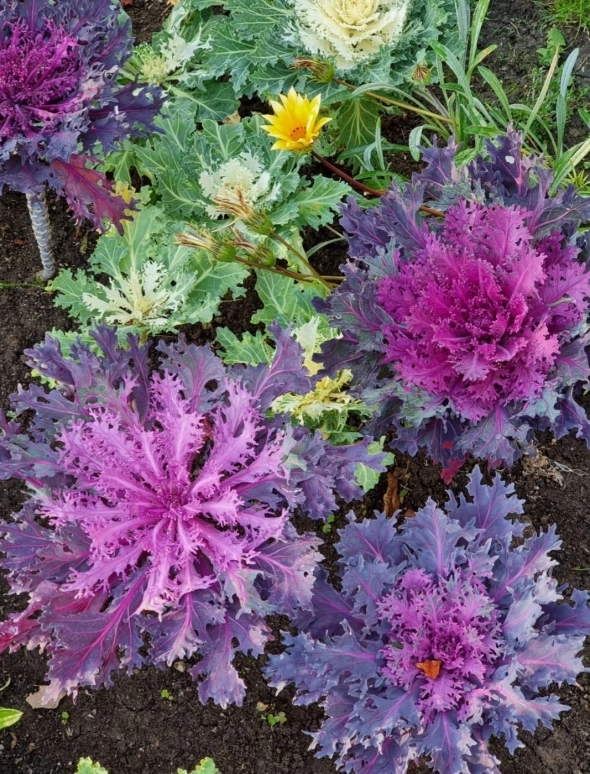 Азия. Среда.