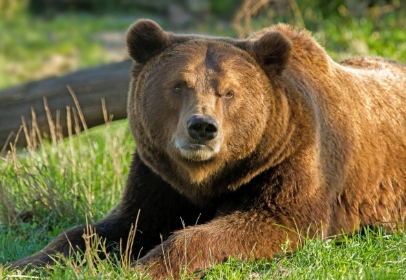 Ну, что, ребята, перекурили? Тогда берите лопаты и идите на задний двор - там уже навоз,  тьфу, акции  привезли.