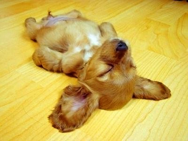 Смешные спящие собаки. Устал работать. Уставший щенок.