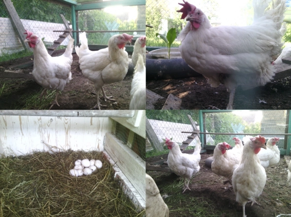 Цыпочки трейдера. У кого сколько было?