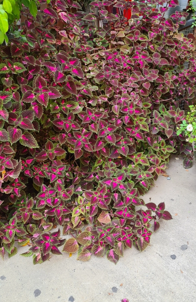 Азия. Пятница.