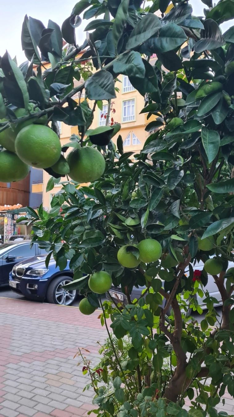 Азия. Вторник.