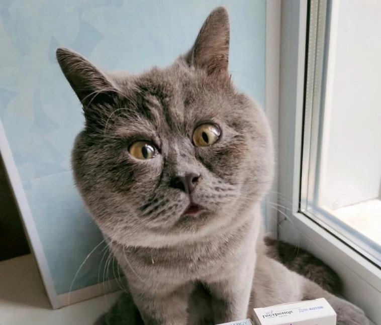 Записки сумасшедшего. Супер-мега-хомяк выходи!