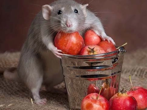 Господа хорошие, инвесторы-соратники, куда вкладываем-то?