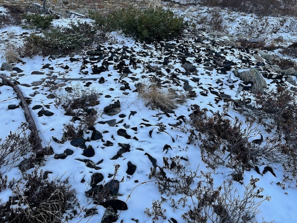 Разбудите меня через 100 лет