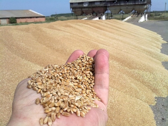 Пшеницу, Удобрения и продовольствие надо продавать англосаксам по немного