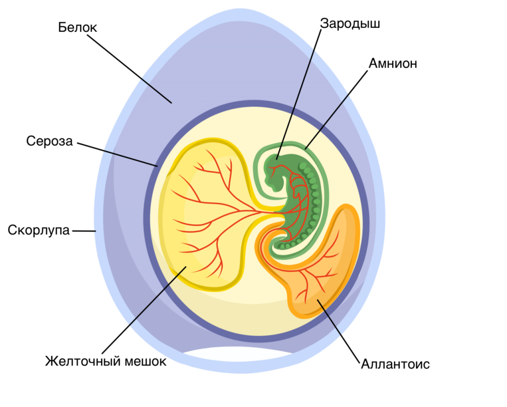 Развитие эмбрионов у пресмыкающихся. Строение яйца пресмыкающегося. Строение яйца рептилий. Строение яйца пресмыкающихся 7. Строение яйца пресмыкающихся 7 класс.