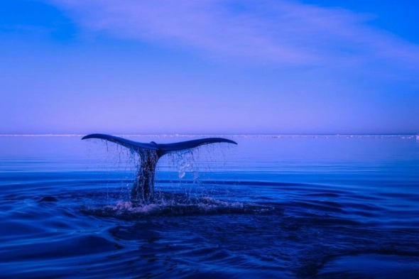Биткойн ($ BTC) киты продолжают ‘агрессивно’ накапливать