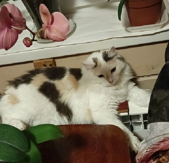 Хочу стать инсайдером  (пост  274, 12+)