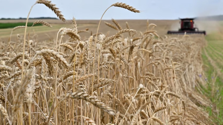 Почему бомбардировки портов Украины повлияли на цены пшеницы. Мировые запасы зерна в изобилии, но они подвержены большему риску