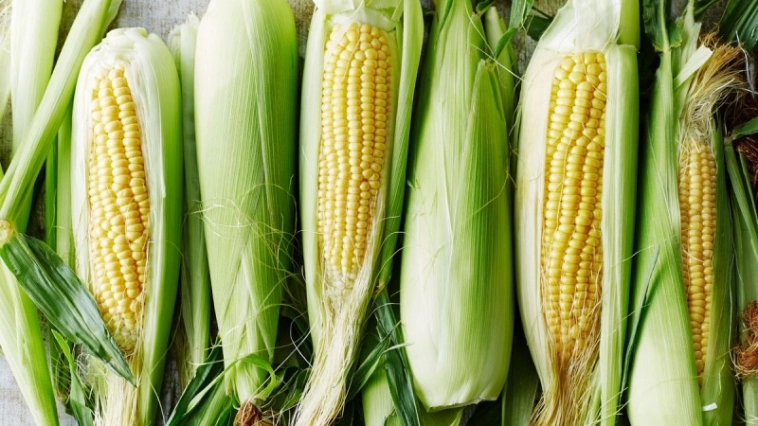 Цена на кукурузу может подняться до уровня сопротивления Фибоначчи