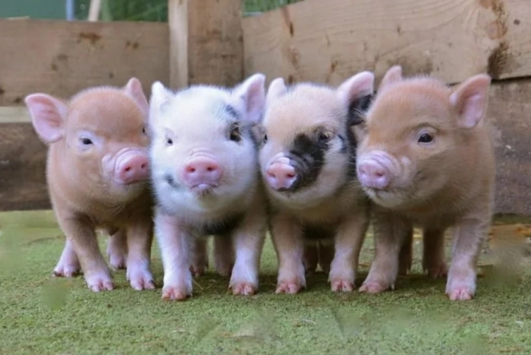 Цена на живых свиней опустилась до минимума за 2 года