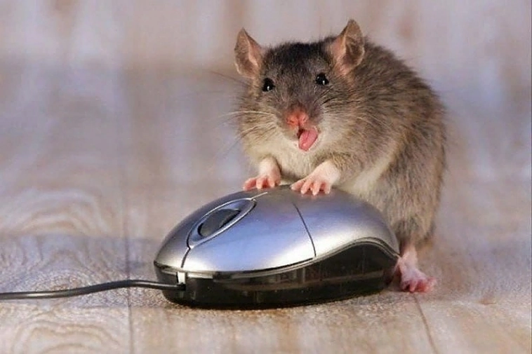 День рождения компьютерной мышки: