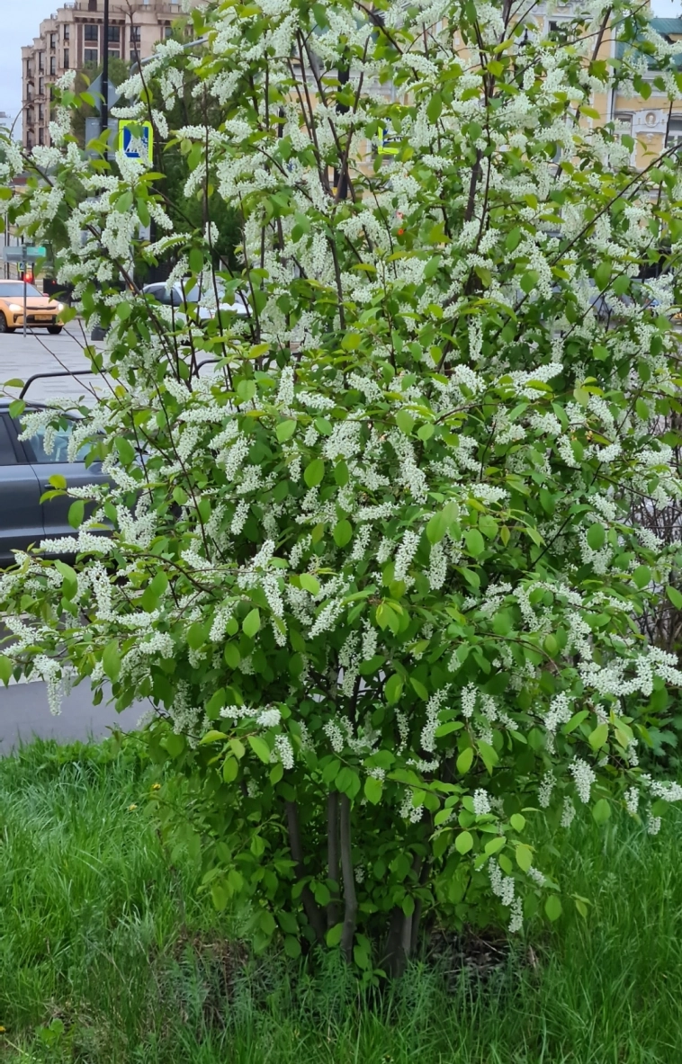 Азия. Вторник.