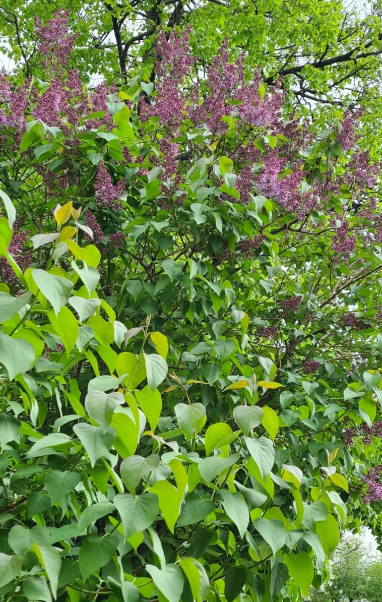 Азия. Понедельник.