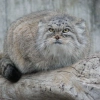 Аватар Manul