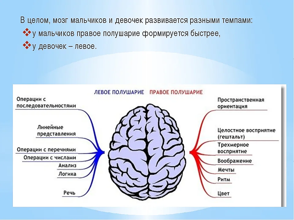 За что отвечает правое полушарие у женщин. Полушария головного мозга. Мозг человека полушария. Полушария мозга схема. Два полушария мозга.