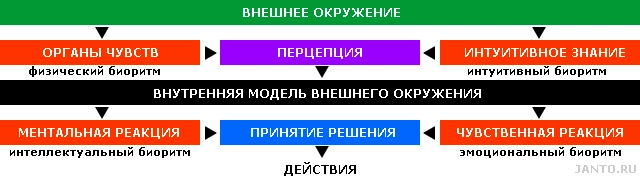 БИОРИТМЫ и ТРЕЙДИНГ