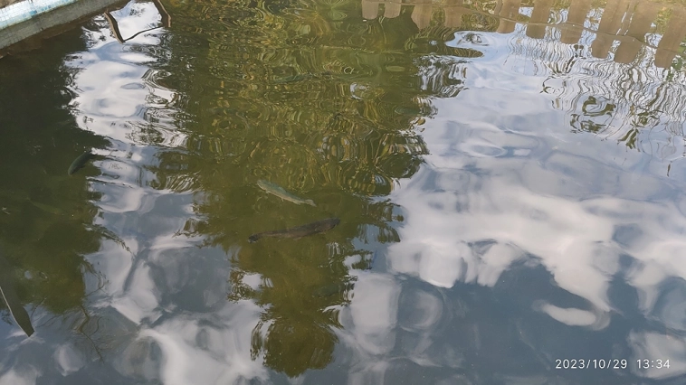 Небольшое путешествие и еще грибы))