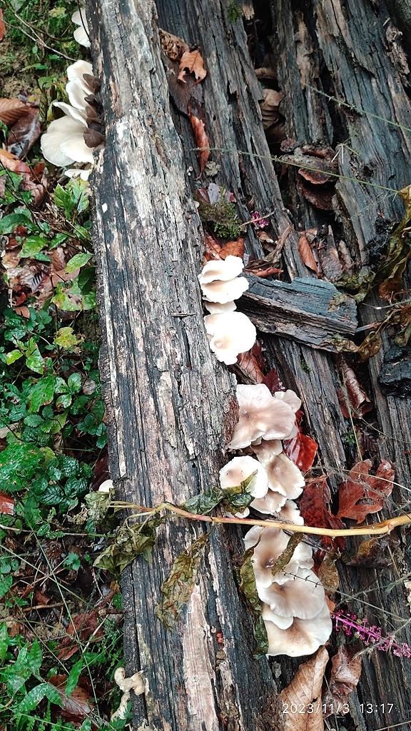 Перевели на трёхдневный режим работы, но я не отчаялся, поехал в лес!))