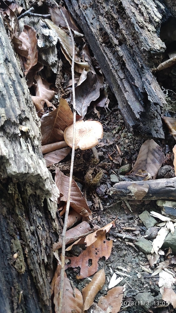 Перевели на трёхдневный режим работы, но я не отчаялся, поехал в лес!))