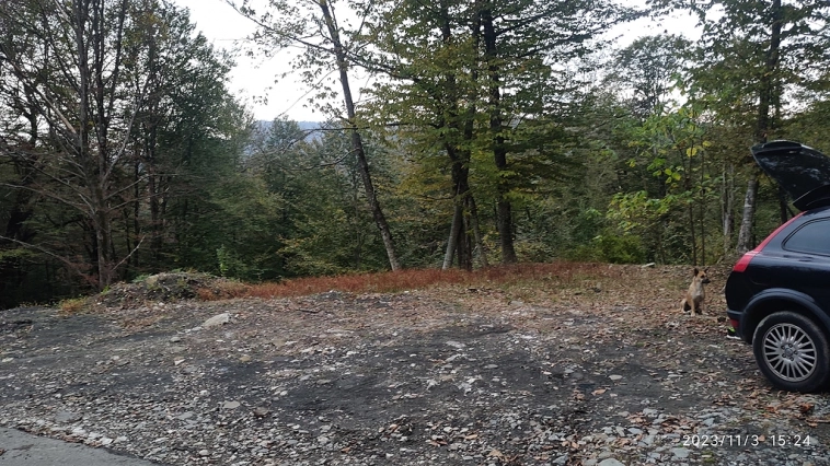 Перевели на трёхдневный режим работы, но я не отчаялся, поехал в лес!))