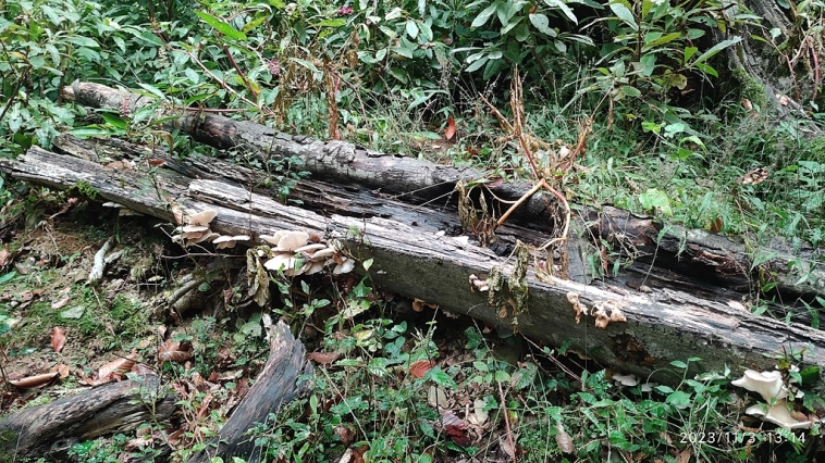 Перевели на трёхдневный режим работы, но я не отчаялся, поехал в лес!))