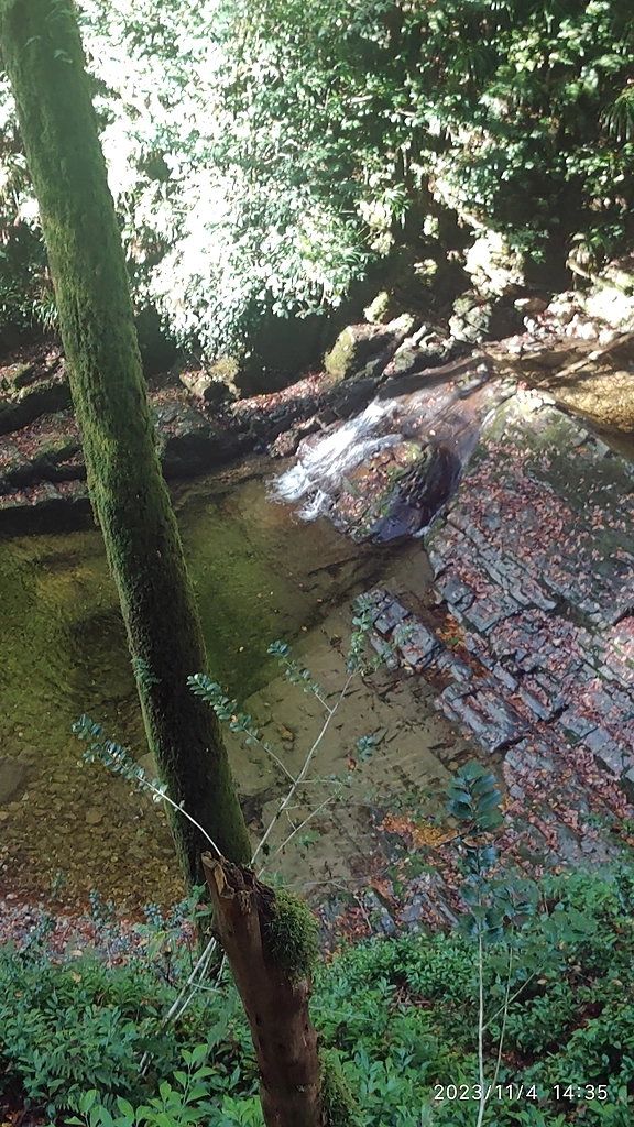 И снова лес))