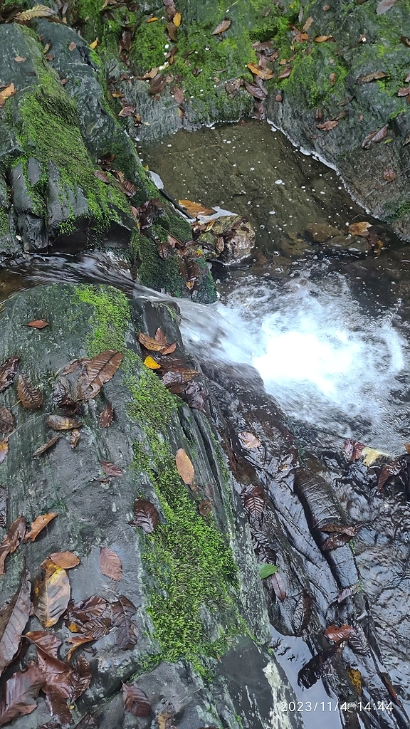 И снова лес))