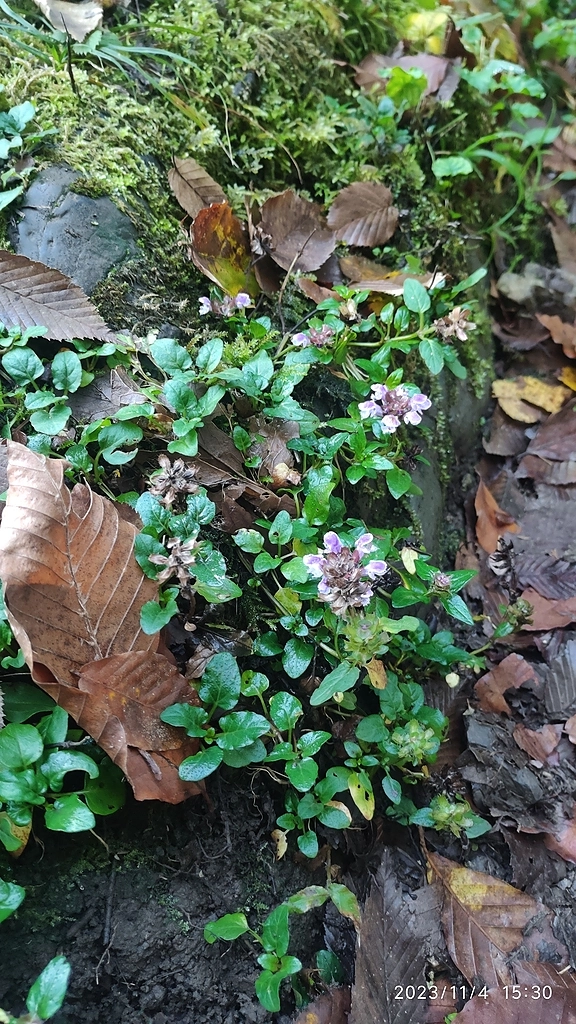 И снова лес))