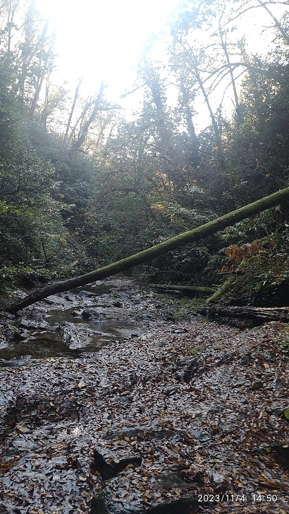 И снова лес))