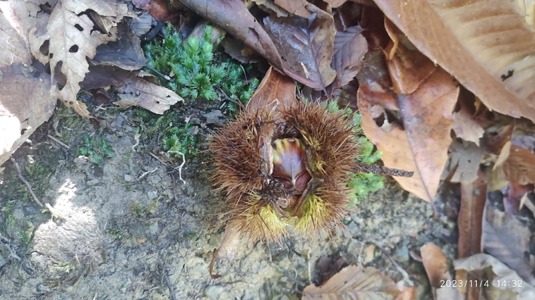 И снова лес))