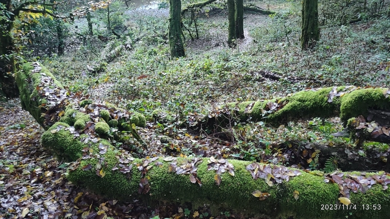 И снова лес))