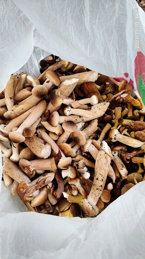 Грибы и акции Светофор)