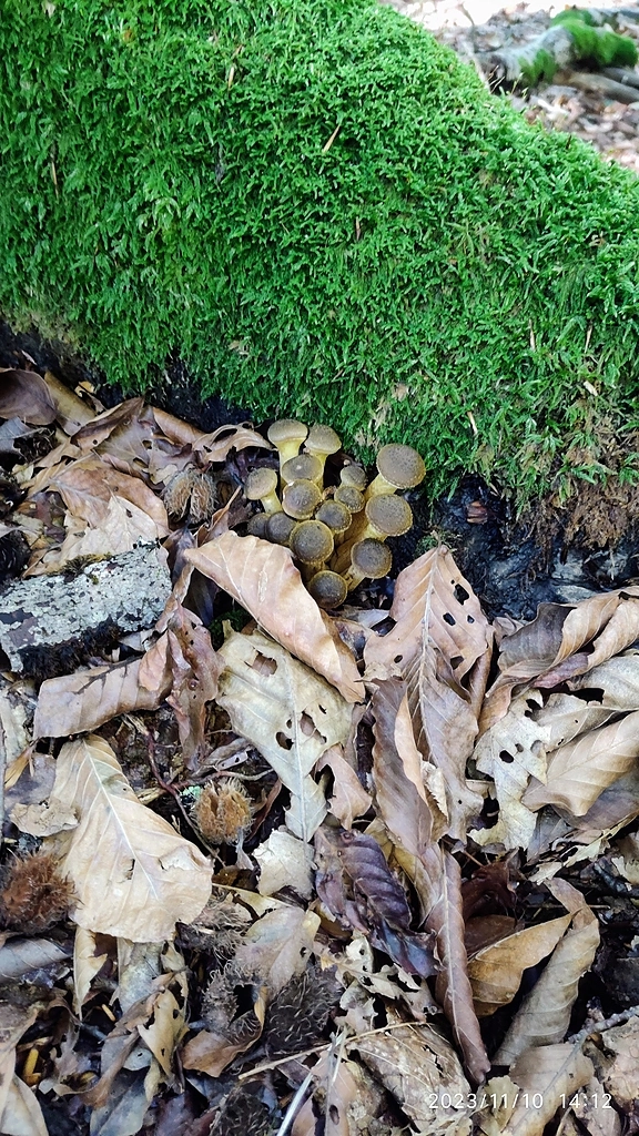 Грибы и акции Светофор)