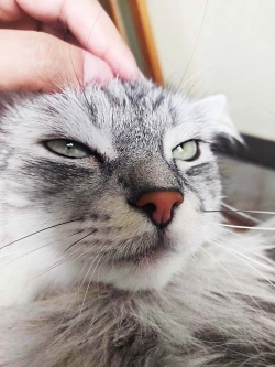 Кот с журнала Татлер за миллион и международное IPO Natura Siberica Кот с журнала Татлер за миллион и международное IPO Natura Siberica